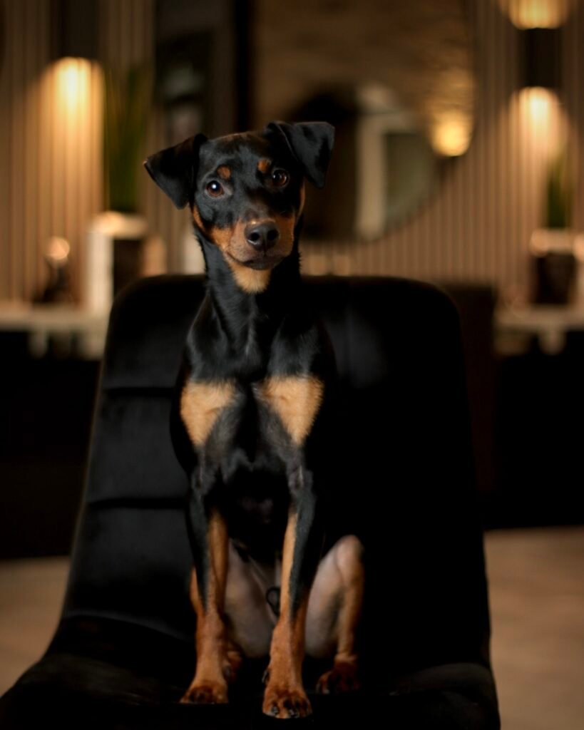 Ein kleiner schwarzer Hund mit braunen Abzeichen sitzt aufmerksam auf einem schwarzen Samtstuhl.